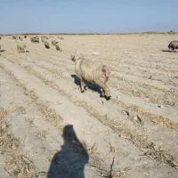 ۵۰ راس میش وشیشک داشتی برهدار