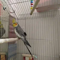 عروس هلندی نر