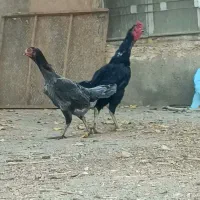 شامو اوشامو مرغ خروس|حیوانات مزرعه|تهران, خرمشهر|دیوار