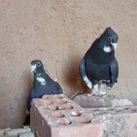 سیاه پلنگ نر و مایه