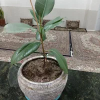 تعدادی گل|گل و گیاه طبیعی|اصفهان, گرکان|دیوار