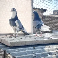 کبوتر ابلق سبز