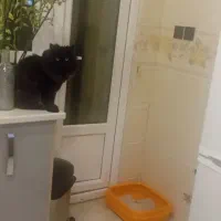 گربه پرشین|گربه|تهران, تهرانپارس غربی|دیوار