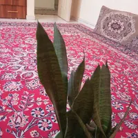 گل طبیعی|گل و گیاه طبیعی|گلبهار, |دیوار