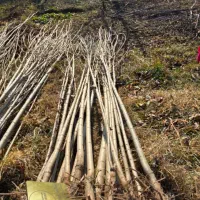 صنـوبر نیـگرا|حراج|قائمشهر, |دیوار