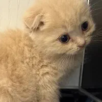 گربه بریتیش و اسکاتیش|گربه|یزد, |دیوار