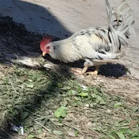 خروس پاکر بوشهری