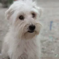سگ پاکوتاه
