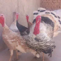 ۶عدد بوقلمون