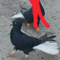 جفت دمسفید رامشیر