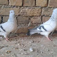 شامی کاغذی،  سینه سیاه