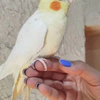 عروس هلندی. کوتوله برزیلی|پرنده|جهرم, |دیوار