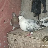 تکپر و دورگ کبوتر مال علی آباد|پرنده|خان ببین, |دیوار