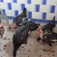 جوجه|حیوانات مزرعه|محمدیه-قزوین, |دیوار