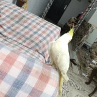 عروس هلندی سفید. حرف میزنه