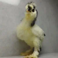 جوجه سلطان (کاکلی پاپری) + جوجه اشانتیون رایگان