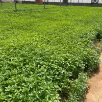 مشاور کاشت ریحان سبز