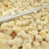 جوجه گوشتی|حیوانات مزرعه|تهران, بلوار کشاورز|دیوار