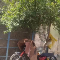 تخت
