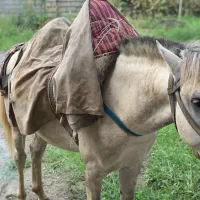 اسب|اسب و تجهیزات اسبسواری|املش, |دیوار