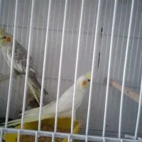 جوجه عروس هلندی نر دو ماهه لوتینو