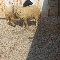 بره درجه یک