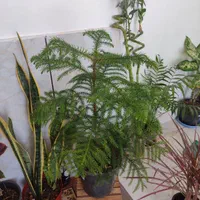 انواع گلهای طبیعی،گلخانه ای واپارتمانی