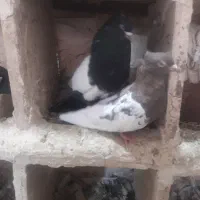 یک جفت سرخ دمسفید،وجفت کله دمبی