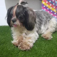 سگ شیتزو تریکالر نمکین و باادب