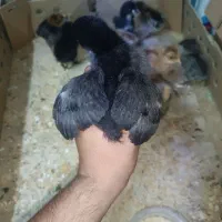 جوجه گلین لری عشایری خالص