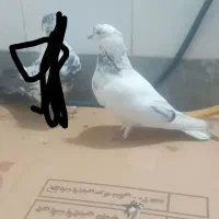 کبوترپرشی|پرنده|قم, ولیعصر|دیوار