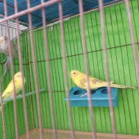 جوجه مرغ عشق 3 ماهه دون خور