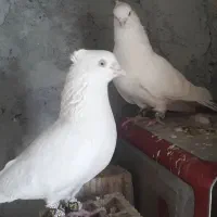 یک جفت اراکی چشم نوک سفید درشت