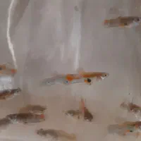 ماهی گوپی و مولی.غذارایگان.وسایل وتجهیزات آکواریوم