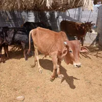 6راس گاو گوساله نر