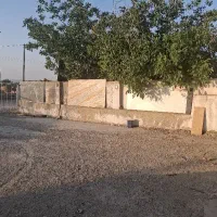 اسب عرب مصری