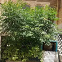 313متر/10 متر بر/جنوبی/قابل تهاتر