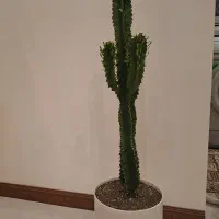 فروش گل کاکتوس بزرگ