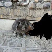 خرگوش