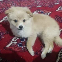 سگ پامر روباهی