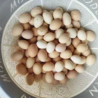 تخم مرغ محلی و تازه نطفه دار درفومن