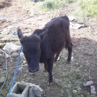 ورزا کوله چالوسی فوق العاده جنس    لیشه گاو