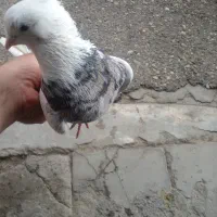 طوق سرور