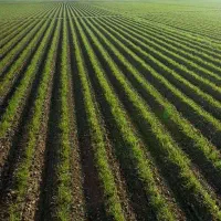 زمین کشاورزی