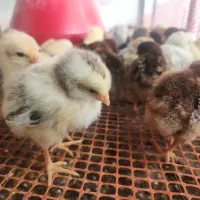 جوجه های ۷روزه تلفات دررفته محلی و رسمی