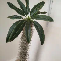 گل سرحال وزیبا.|گل و گیاه طبیعی|قزوین, |دیوار