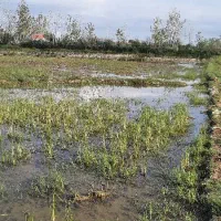 شالیزار سنتی چسبیده به مسکونی|فروش زمین و ملک کلنگی|احمدسرگوراب, |دیوار