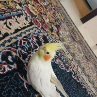 عروس هلندی|پرنده|محمدشهر, محمدشهر|دیوار
