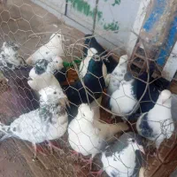 کفتر