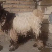 بیگ نر